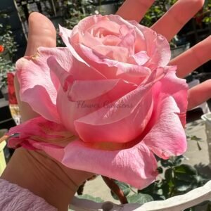 Art Nuvo Rose丨Flower Gardens