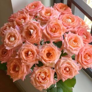 Autumn Evening Rose for sale丨Flower Gardens