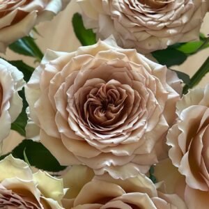 Bailey Rose for sale丨Flower Gardens