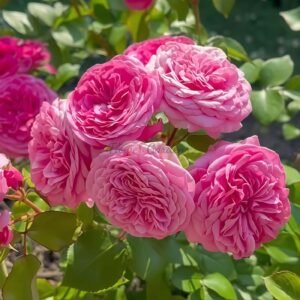 Baronese Rose丨Flower Gardens