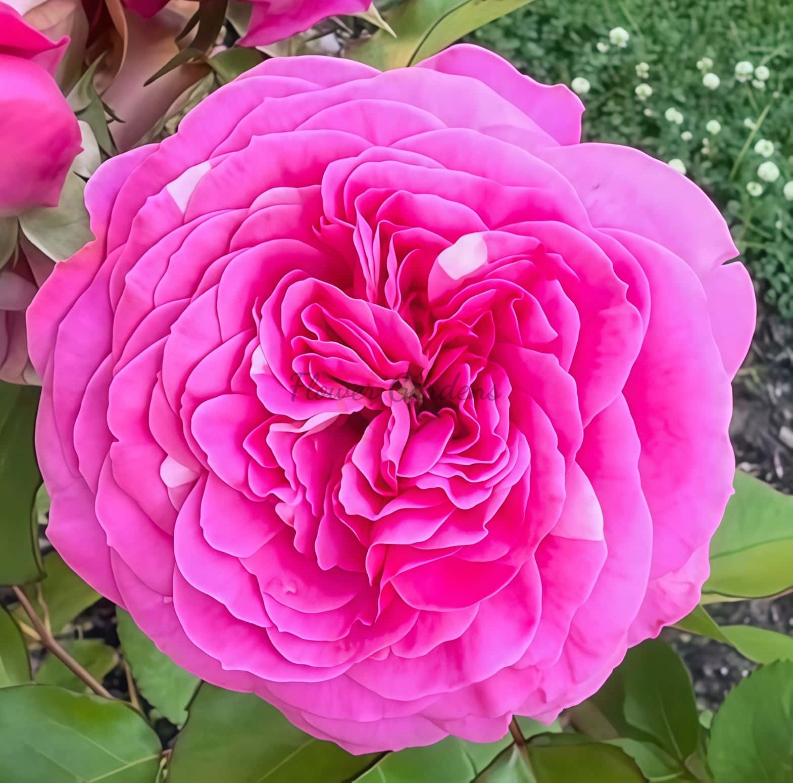 Baronese Rose plant丨Flower Gardens