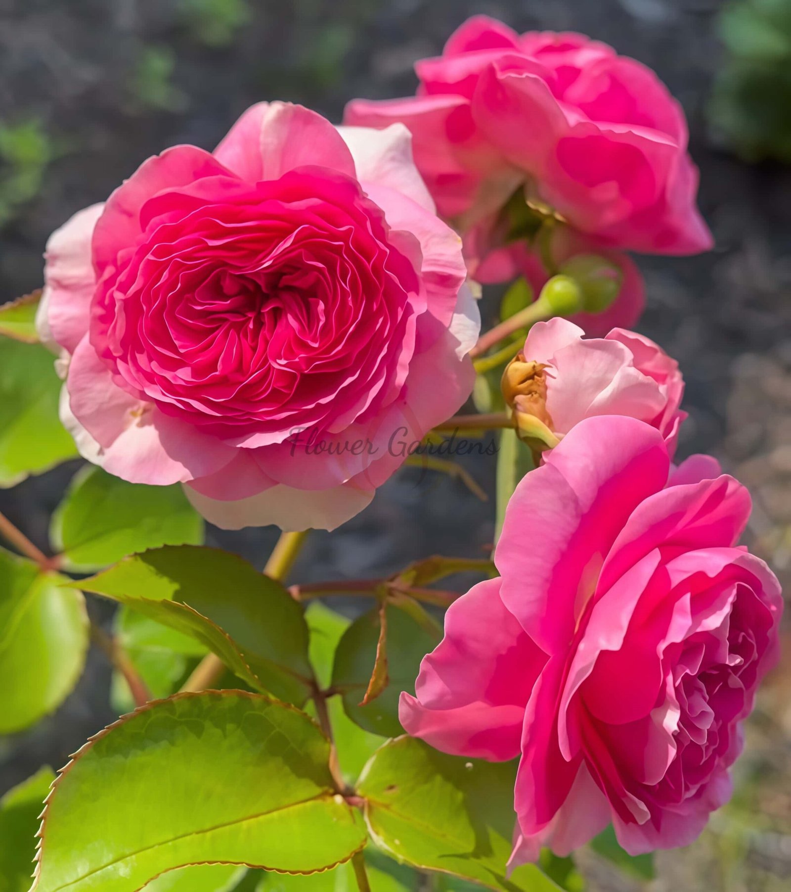 Baronese Rose丨Flower Gardens