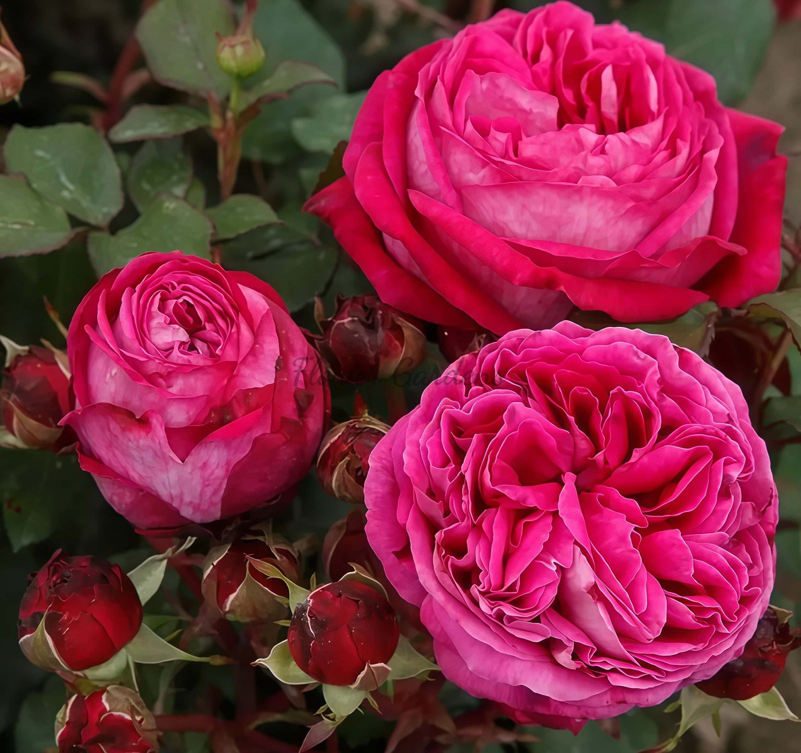 Baronese Rose for sale丨Flower Gardens