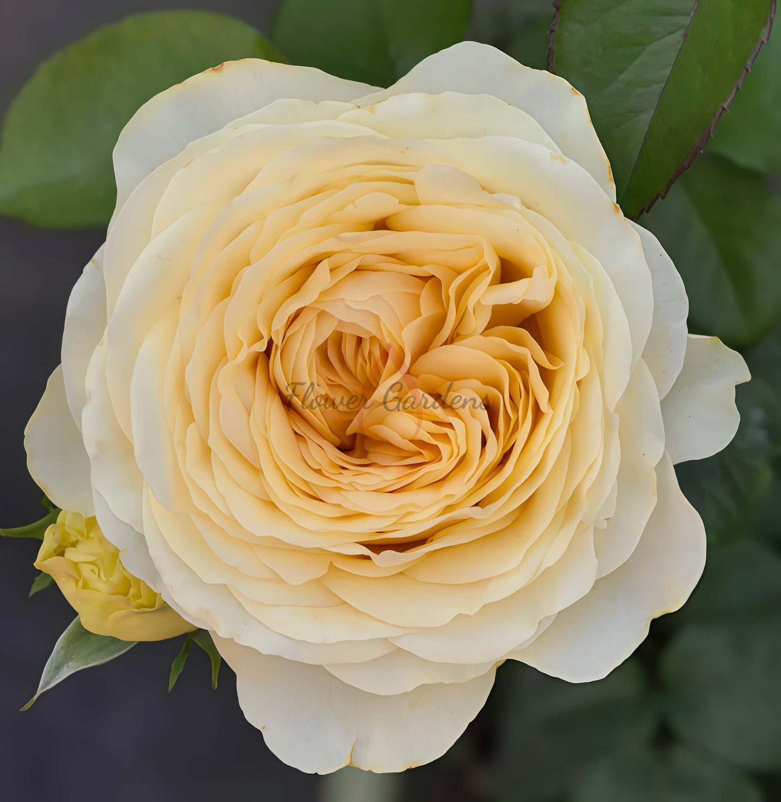 Buttercup Rose plant丨Flower Gardens