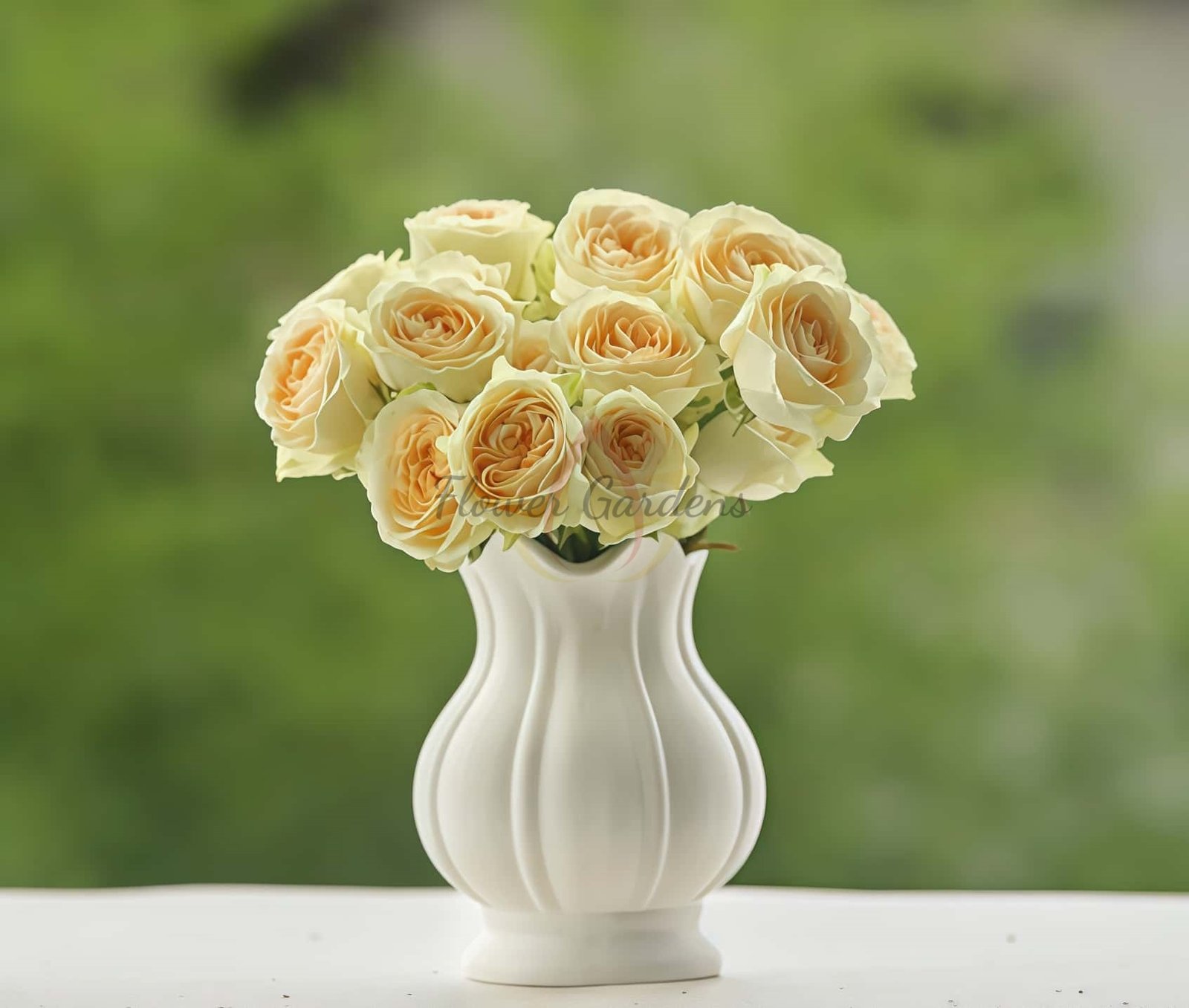 Buttercup Rose丨Flower Gardens