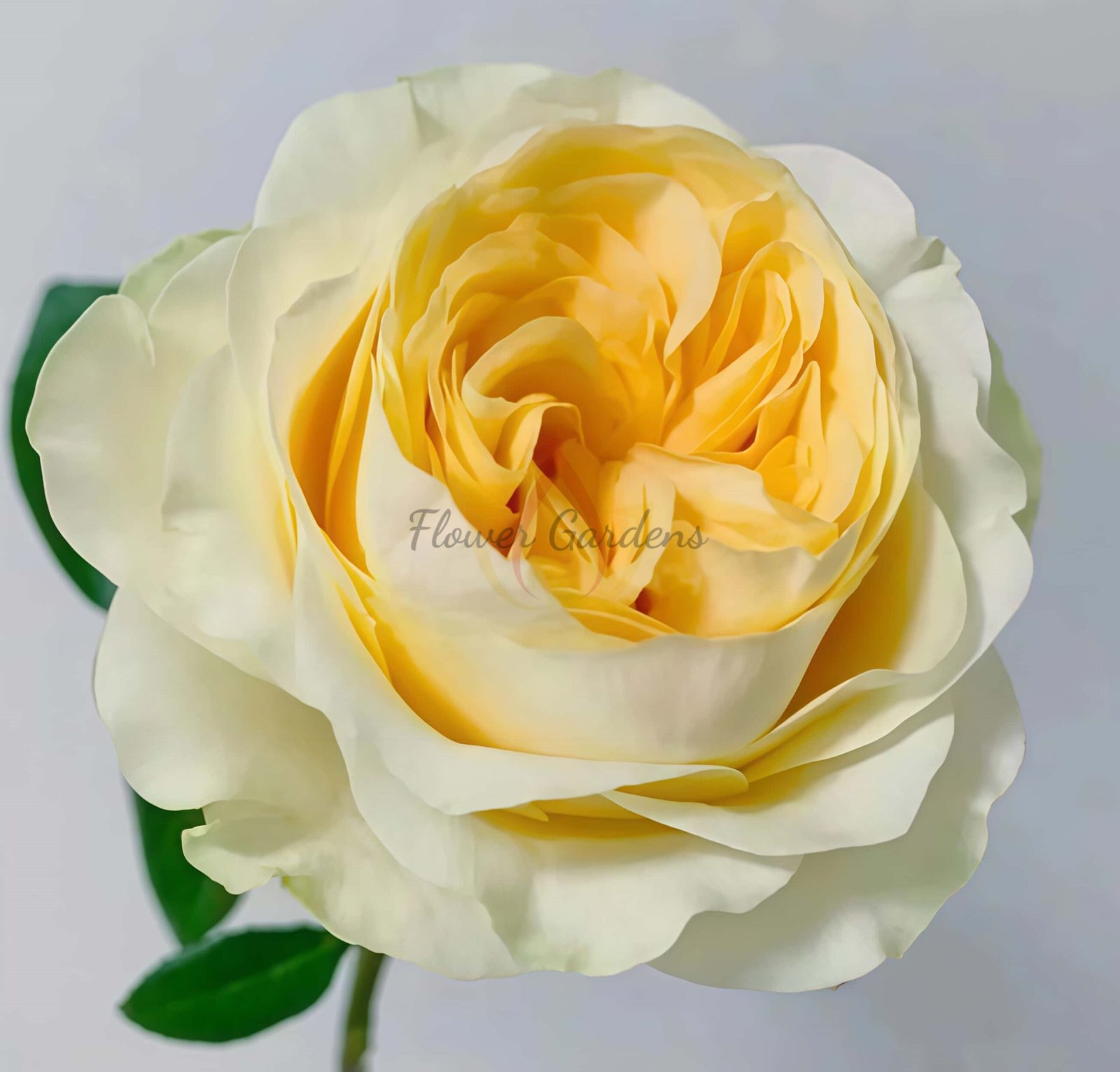 Buttercup Rose for sale丨Flower Gardens