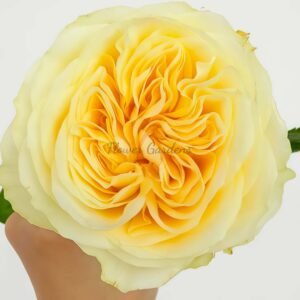 Buttercup Rose丨Flower Gardens