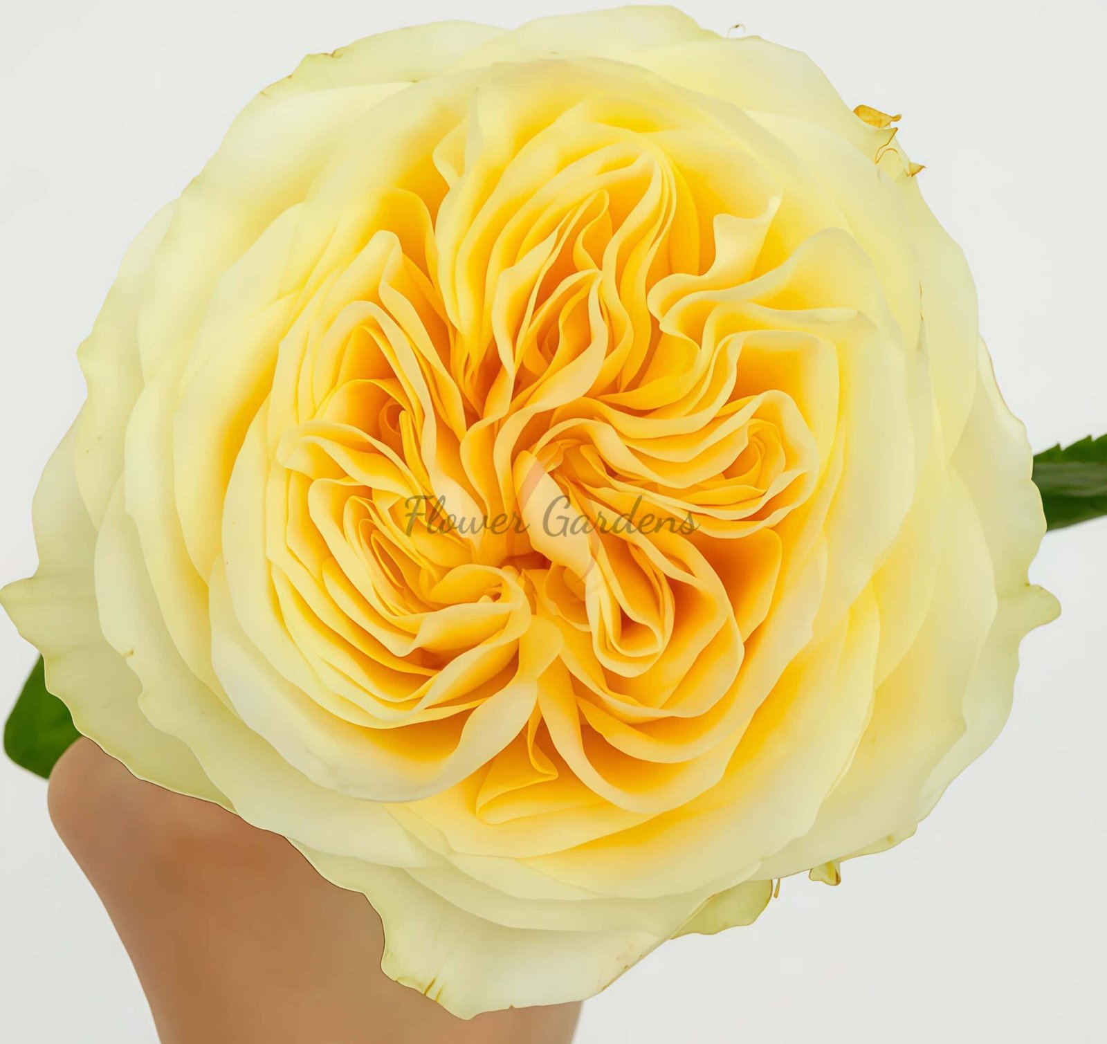 Buttercup Rose丨Flower Gardens