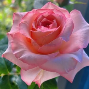 Butterfly Valley Rose plant丨Flower Gardens