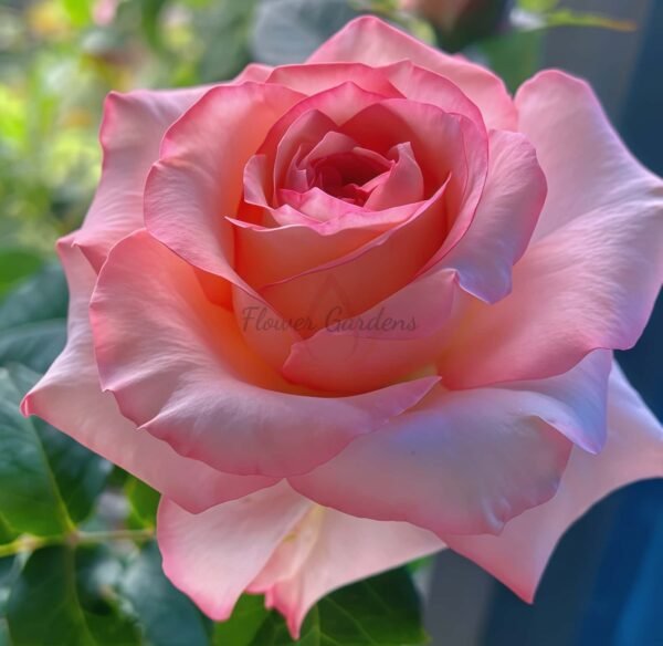 Butterfly Valley Rose plant丨Flower Gardens