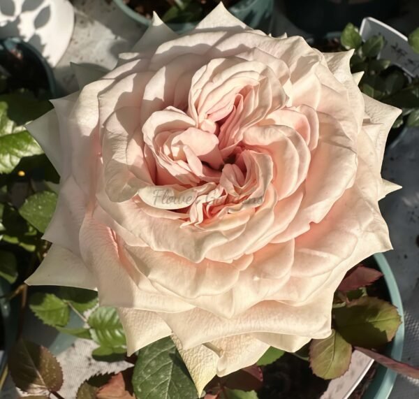 Candy Horizon Rose丨Flower Gardens