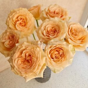 Caramel Pudding Rose丨Flower Gardens