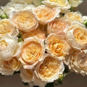 Champagner Rose plant丨Flower Gardens