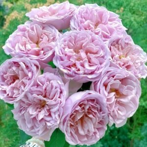 Chocolate romantica Rose丨Flower Gardens