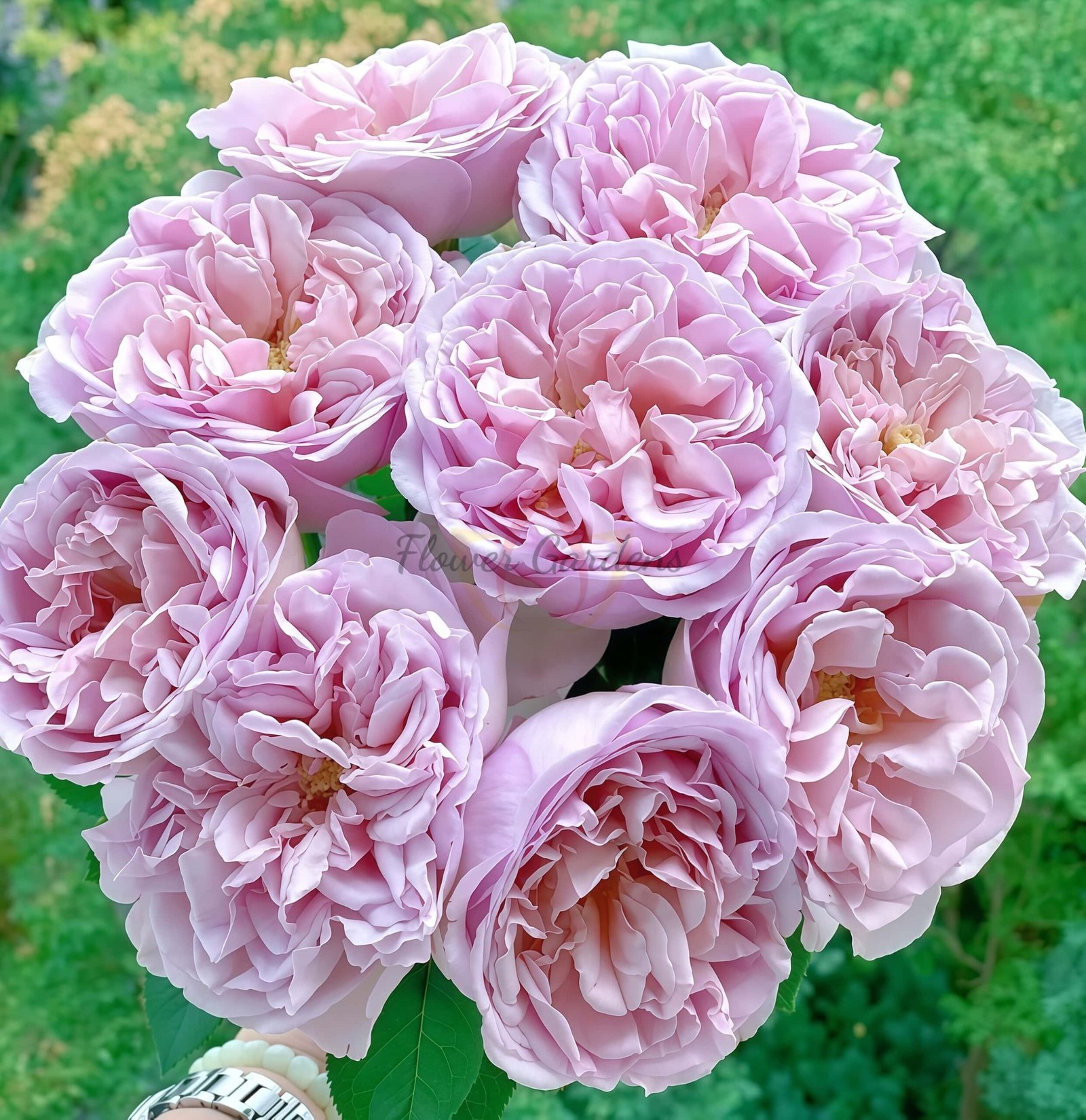 Chocolate romantica Rose丨Flower Gardens