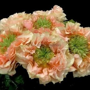 Copperfield Rose plant丨Flower Gardens