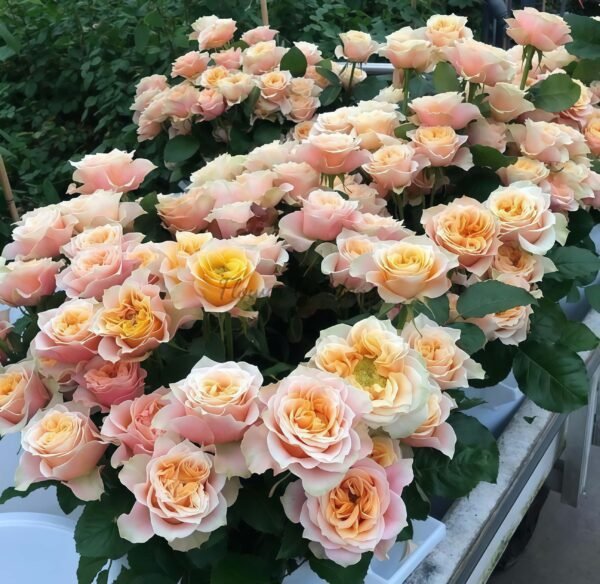 Cockers Roses Aberdeen Copperfield Rose Plant|German rose