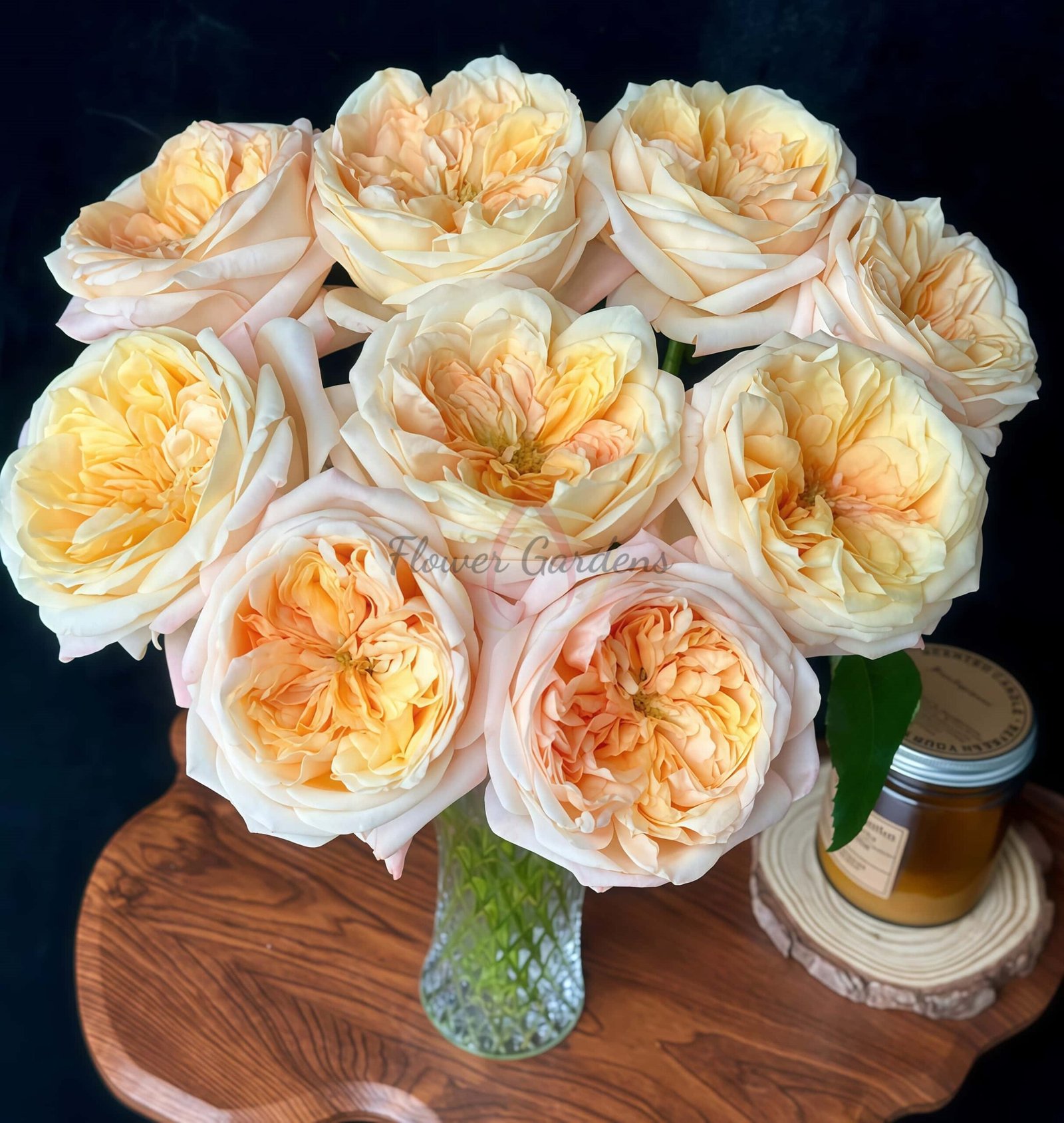 Cream X-Pression Rose丨Flower Gardens