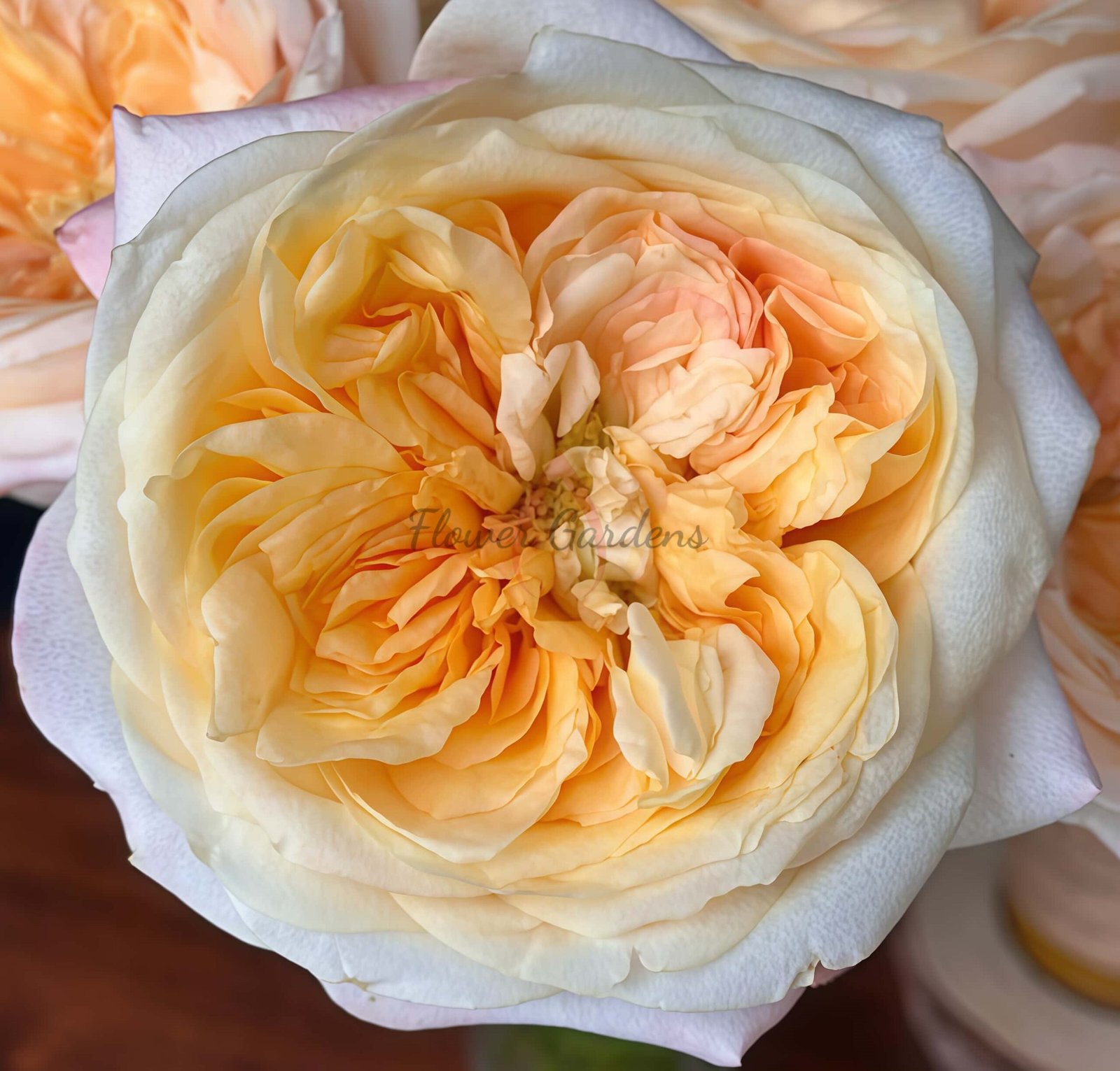 Cream X-Pression Rose for sale丨Flower Gardens