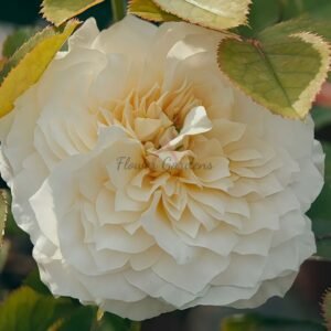 Cream fragrance Rose for sale丨Flower Gardens