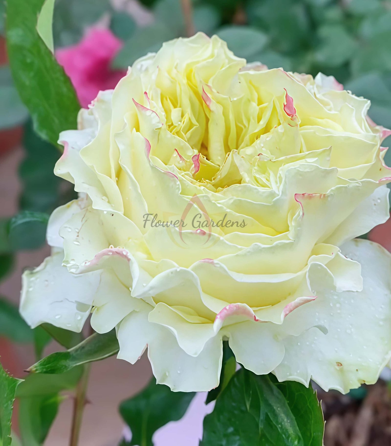 Cream paradise Rose丨Flower Gardens