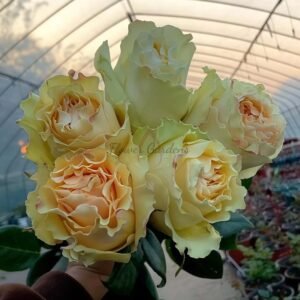 Cream paradise Rose for sale丨Flower Gardens