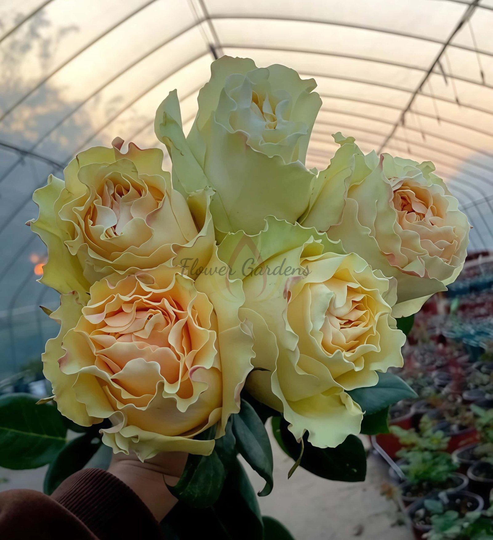 Cream paradise Rose for sale丨Flower Gardens