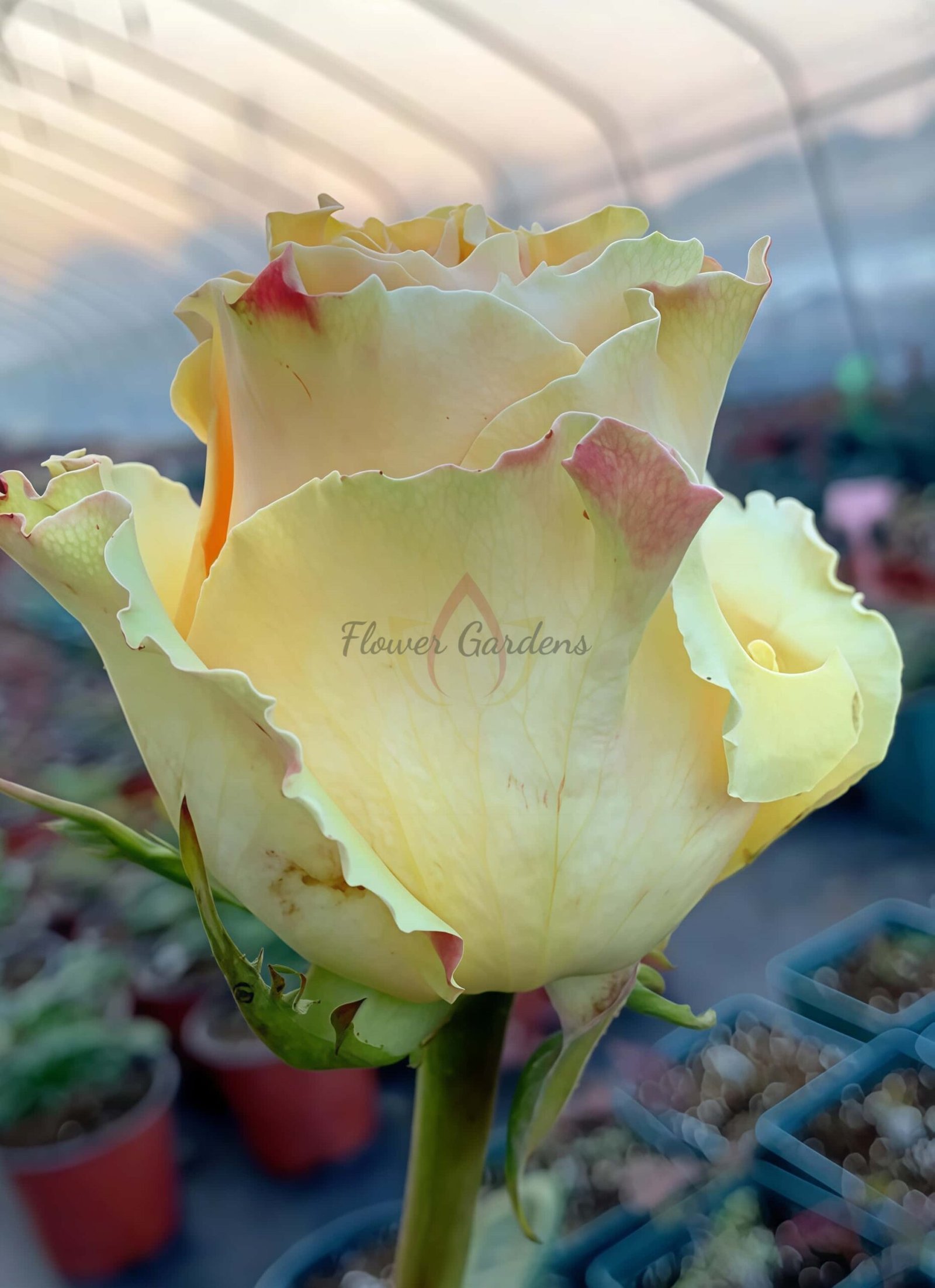 Cream paradise Rose丨Flower Gardens