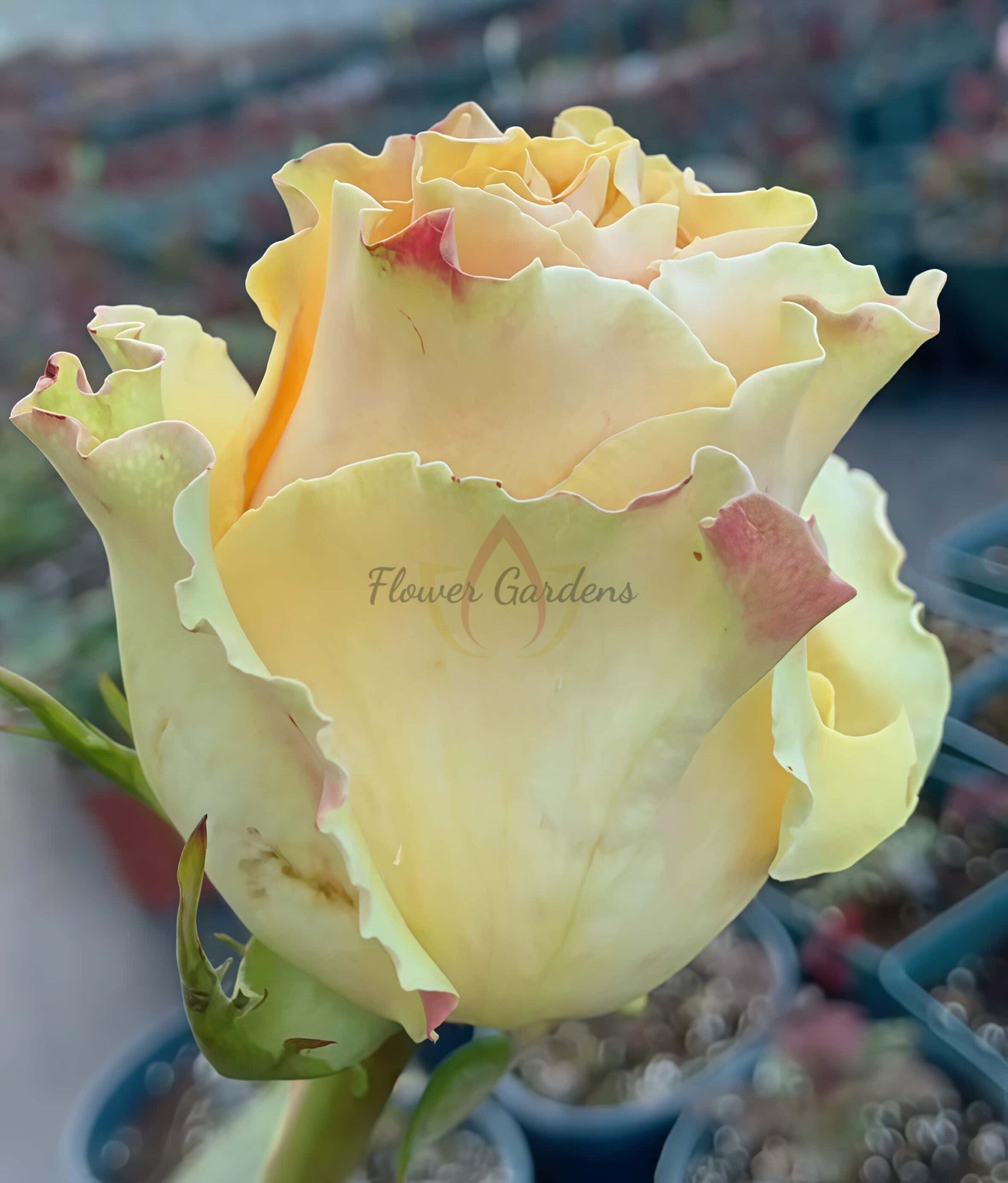 Cream paradise Rose plant丨Flower Gardens