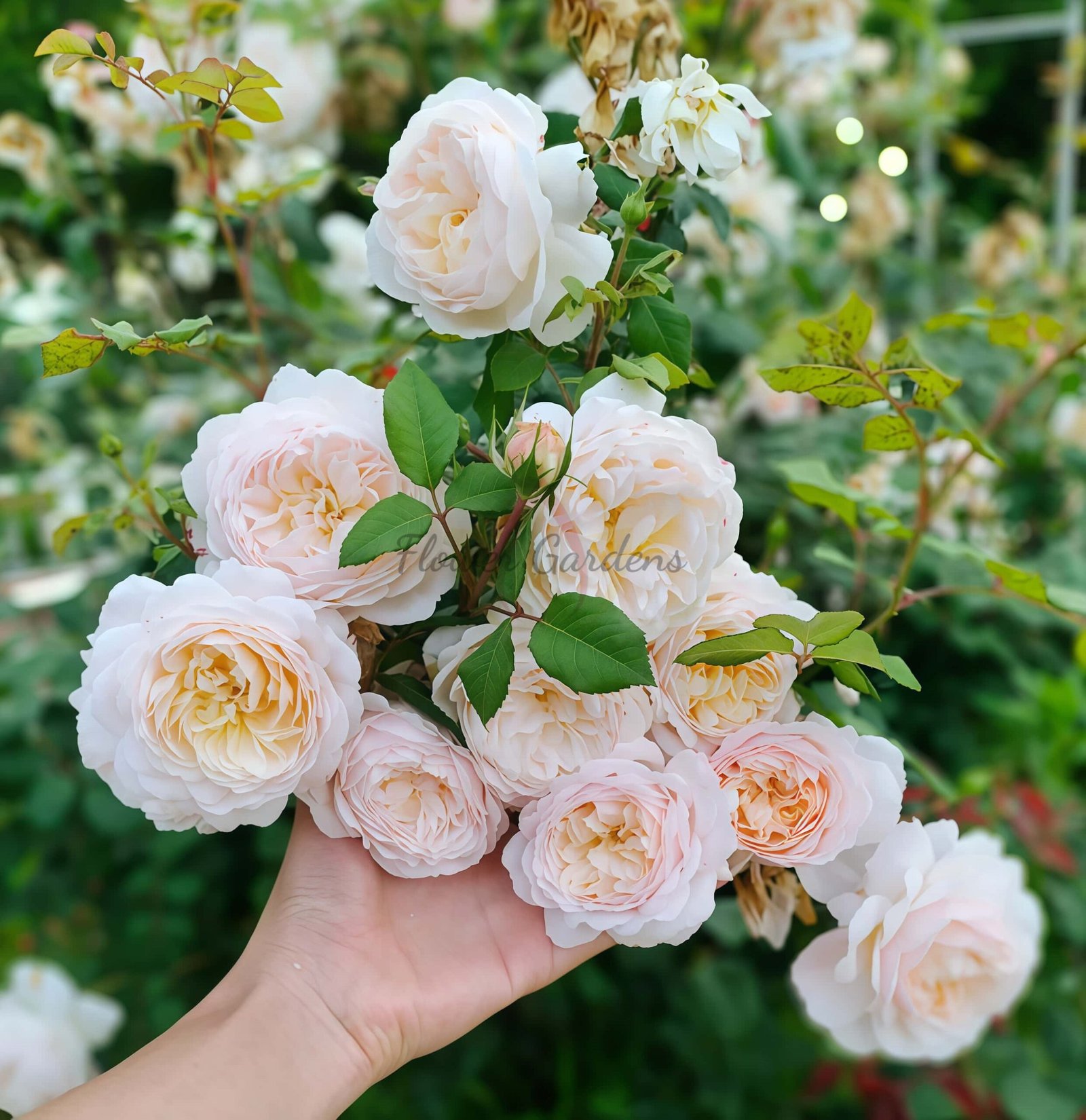 Crocus Rose丨Flower Gardens