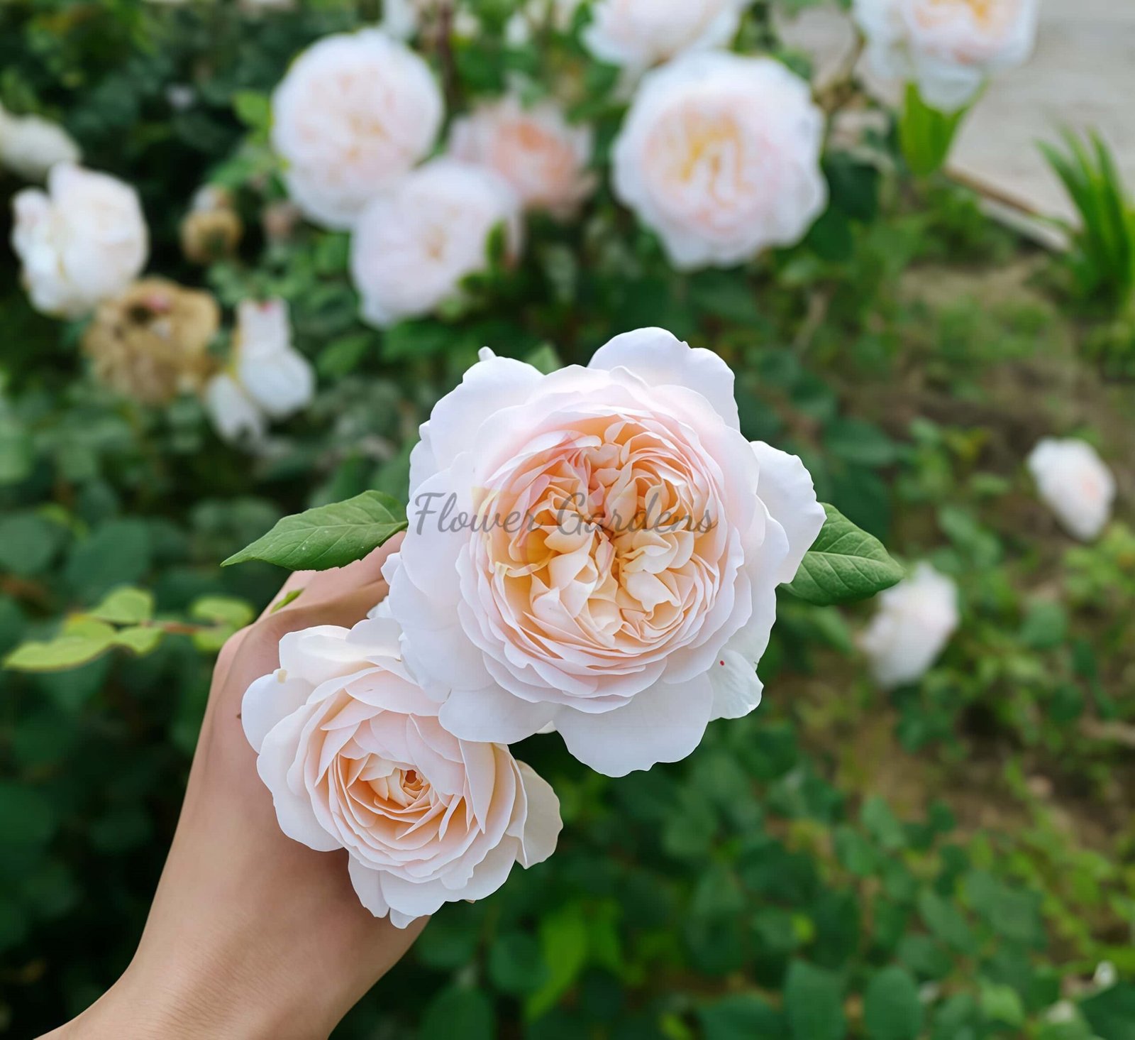 Crocus Rose plant丨Flower Gardens