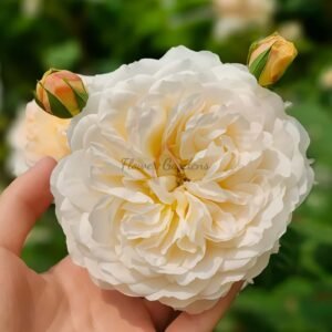 Crocus Rose丨Flower Gardens