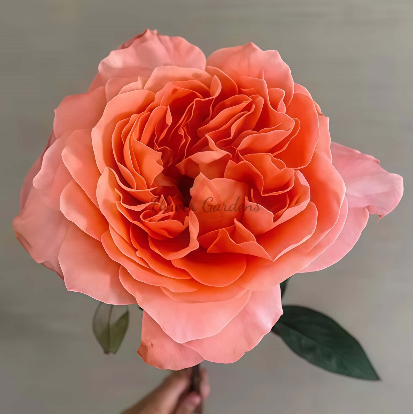 Dragonfly Rose plant丨Flower Gardens