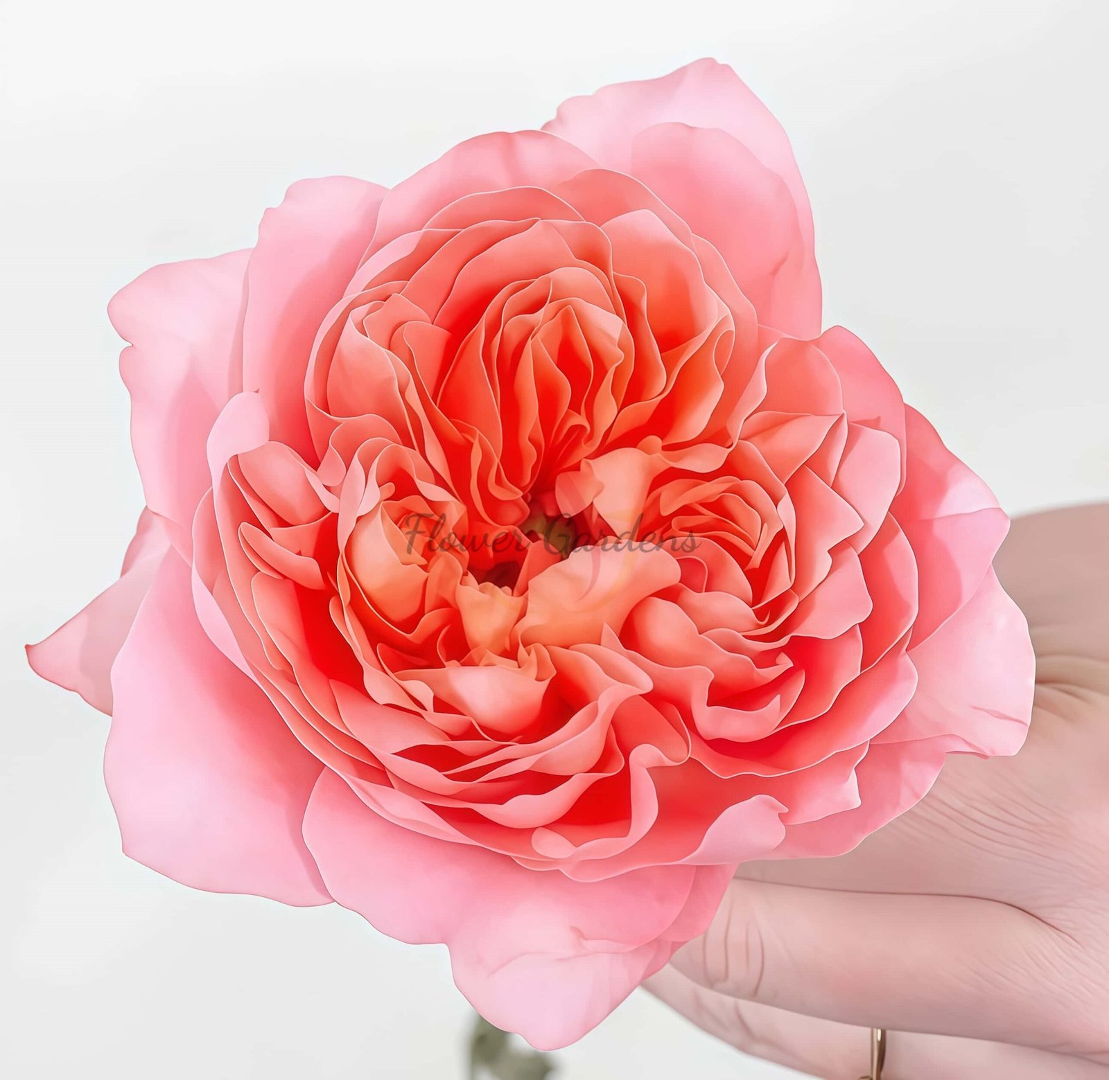 Dragonfly Rose丨Flower Gardens