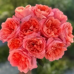 Dragonfly Rose丨Flower Gardens