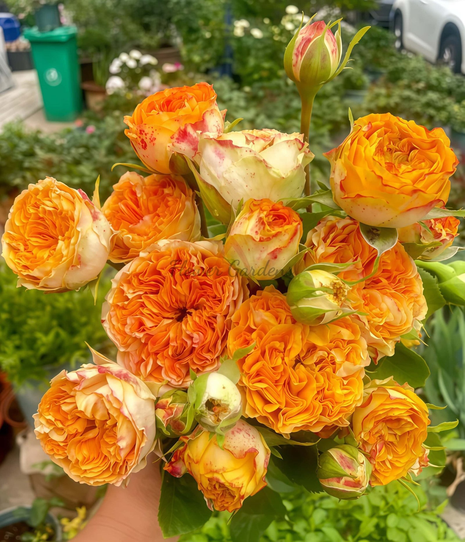 Endless summer Rose丨Flower Gardens