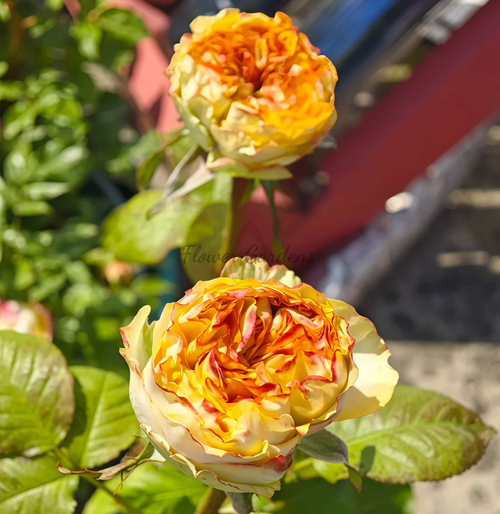 Endless summer Rose plant丨Flower Gardens