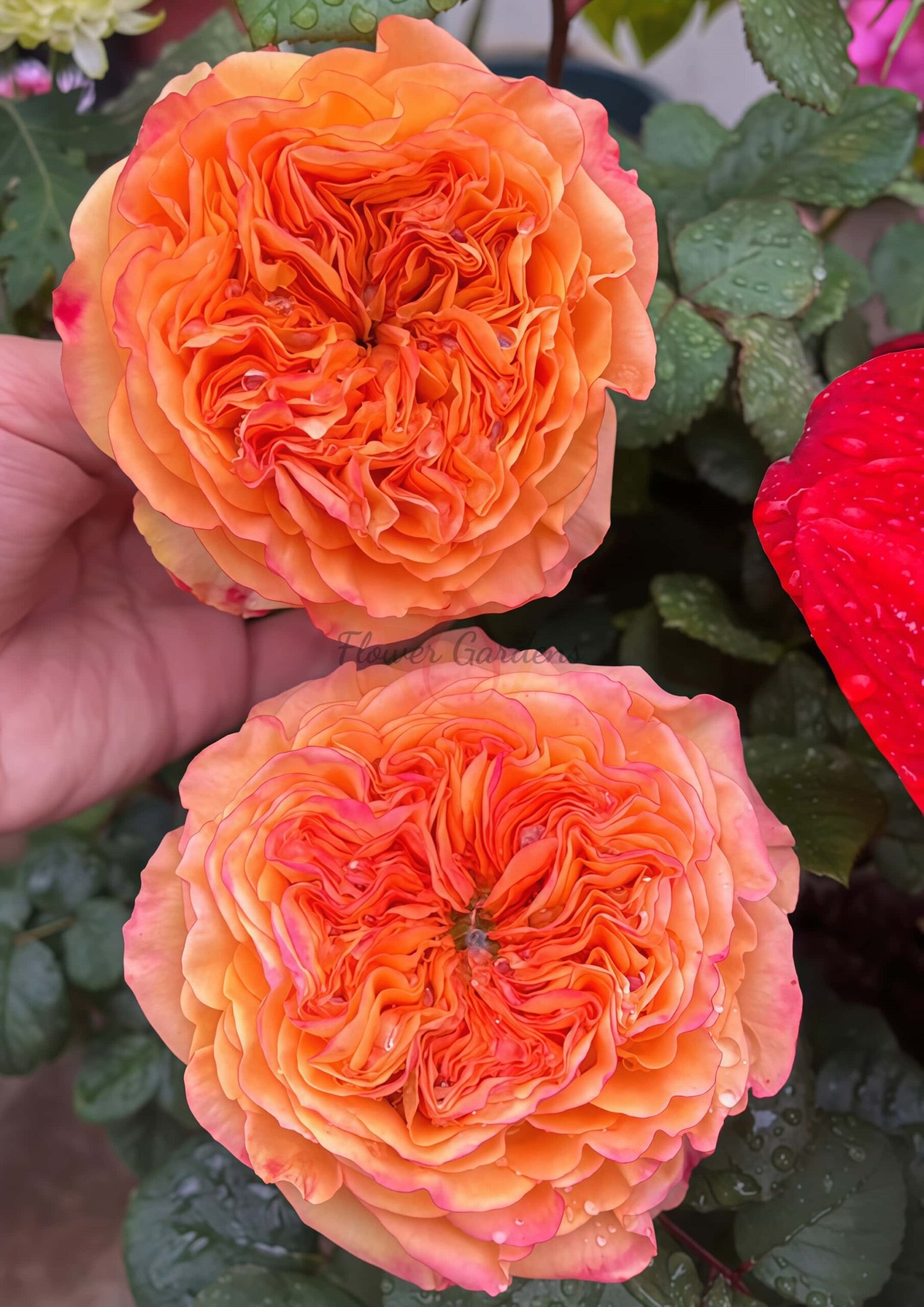 Endless summer Rose丨Flower Gardens