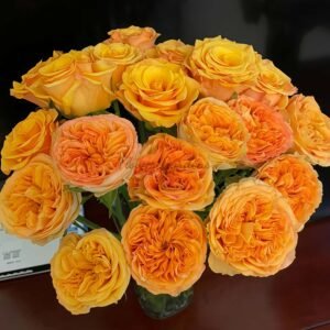 Endless summer Rose for sale丨Flower Gardens