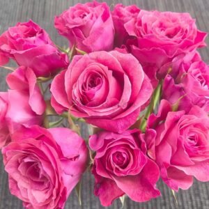 Galaxy Rose plant丨Flower Gardens