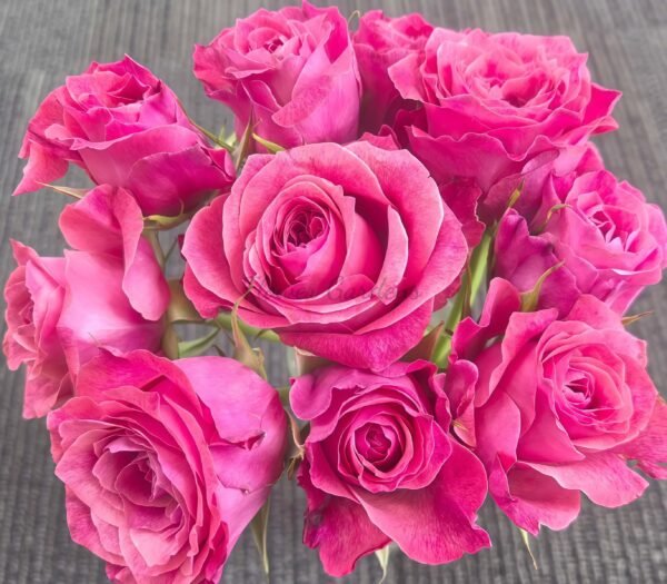 Galaxy Rose plant丨Flower Gardens