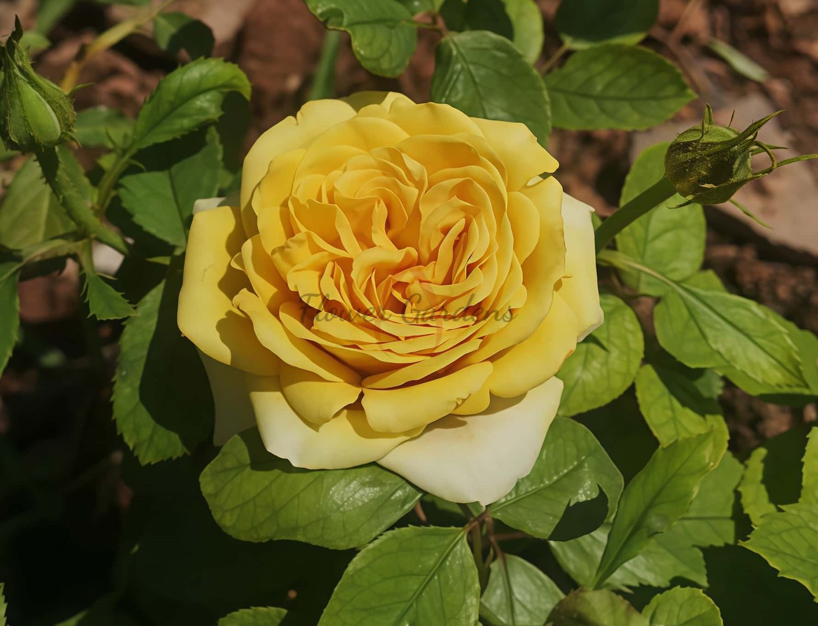 Golden mustard Rose for sale丨Flower Gardens