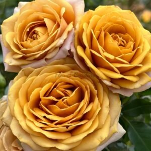 Golden mustard Rose丨Flower Gardens
