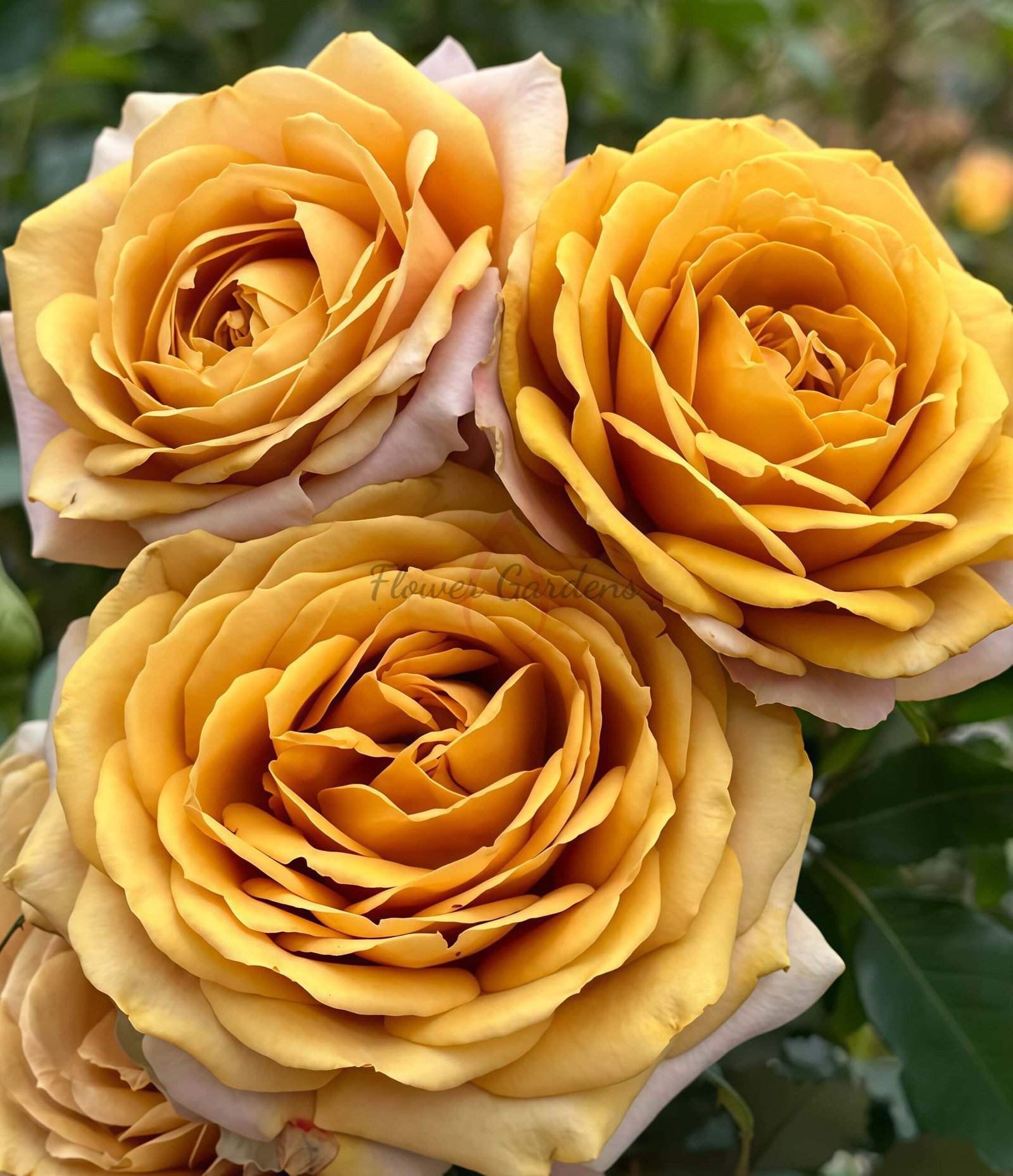 Golden mustard Rose丨Flower Gardens