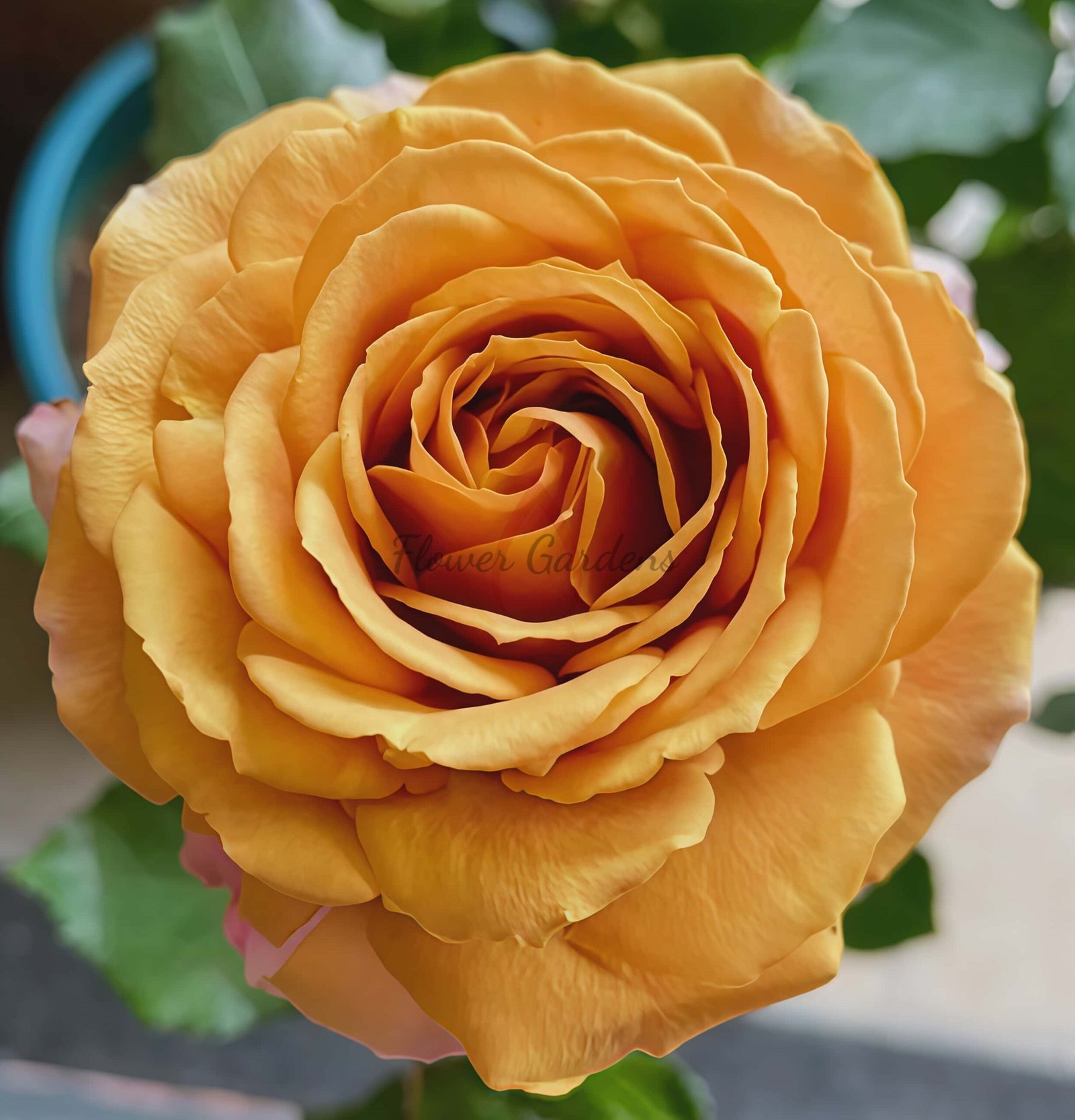 Golden mustard Rose plant丨Flower Gardens