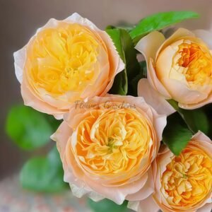 Golden Vuvuzela Rose丨Flower Gardens