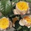 Golden Vuvuzela Rose plant丨Flower Gardens