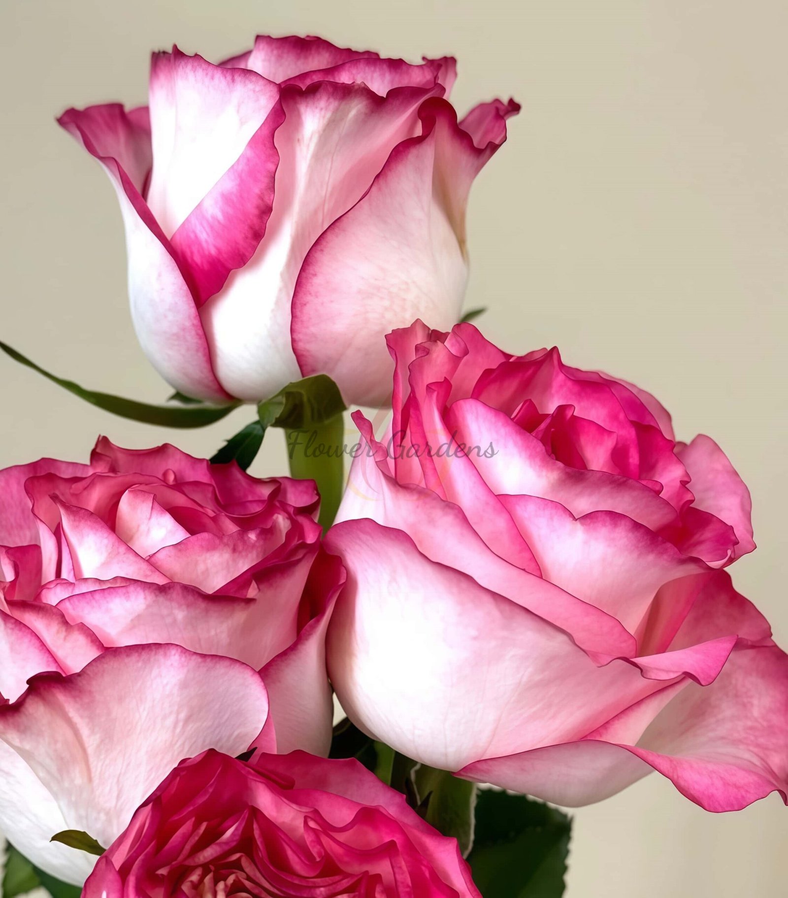 Icy Red Velvet Rose plant丨Flower Gardens