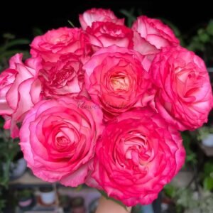 cy Red Velvet Rose丨Flower Gardens