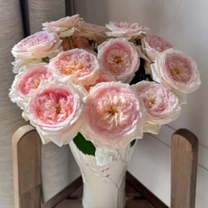 J'adore Rose plant丨Flower Gardens